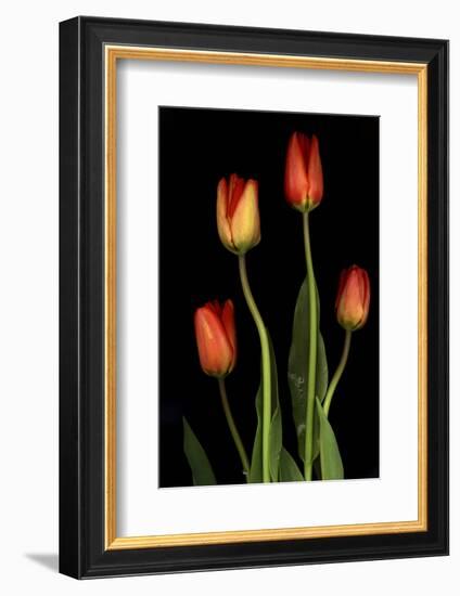 Tulips on Black Background-Anna Miller-Framed Photographic Print