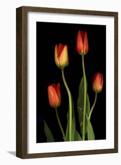 Tulips on Black Background-Anna Miller-Framed Photographic Print