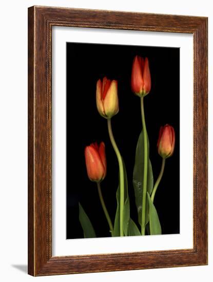 Tulips on Black Background-Anna Miller-Framed Photographic Print