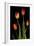 Tulips on Black Background-Anna Miller-Framed Photographic Print