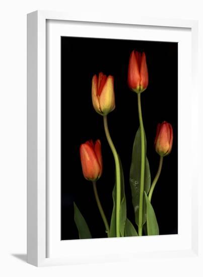 Tulips on Black Background-Anna Miller-Framed Photographic Print