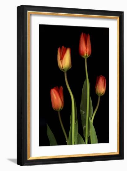 Tulips on Black Background-Anna Miller-Framed Photographic Print