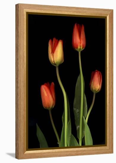 Tulips on Black Background-Anna Miller-Framed Premier Image Canvas