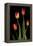 Tulips on Black Background-Anna Miller-Framed Premier Image Canvas