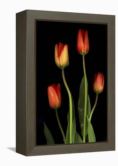 Tulips on Black Background-Anna Miller-Framed Premier Image Canvas