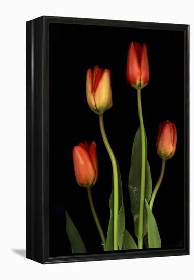 Tulips on Black Background-Anna Miller-Framed Premier Image Canvas