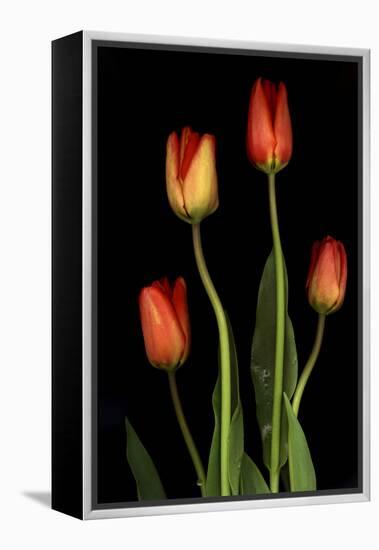 Tulips on Black Background-Anna Miller-Framed Premier Image Canvas