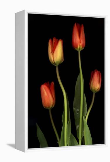 Tulips on Black Background-Anna Miller-Framed Premier Image Canvas