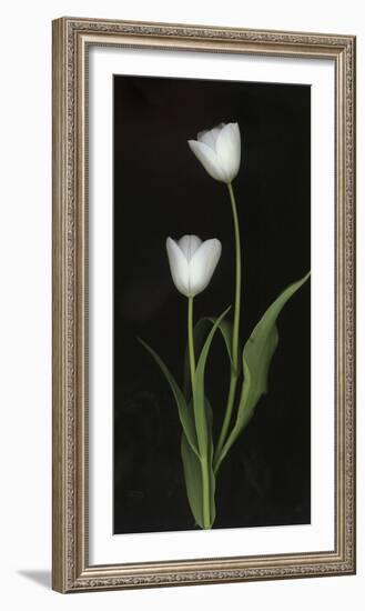 Tulips on Black Background-Anna Miller-Framed Photographic Print