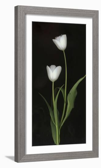 Tulips on Black Background-Anna Miller-Framed Photographic Print