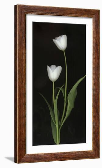 Tulips on Black Background-Anna Miller-Framed Photographic Print