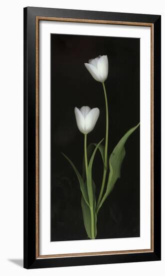 Tulips on Black Background-Anna Miller-Framed Photographic Print