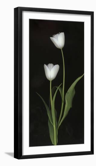 Tulips on Black Background-Anna Miller-Framed Photographic Print