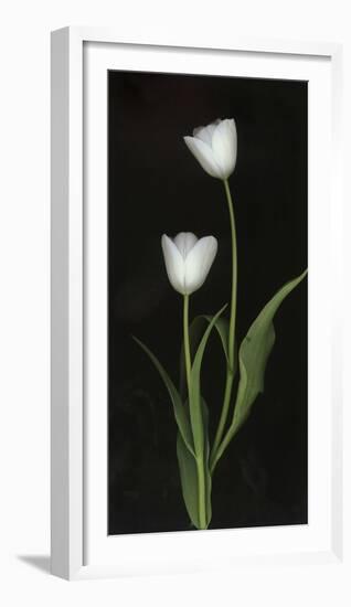 Tulips on Black Background-Anna Miller-Framed Photographic Print