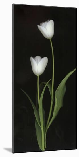 Tulips on Black Background-Anna Miller-Mounted Photographic Print