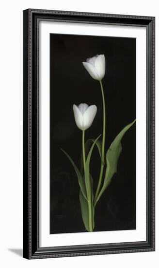 Tulips on Black Background-Anna Miller-Framed Photographic Print