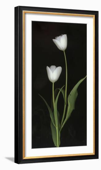 Tulips on Black Background-Anna Miller-Framed Photographic Print