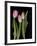 Tulips on Black Background-Anna Miller-Framed Photographic Print