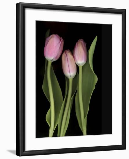 Tulips on Black Background-Anna Miller-Framed Photographic Print