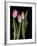 Tulips on Black Background-Anna Miller-Framed Photographic Print