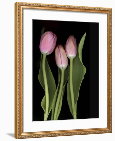 Tulips on Black Background-Anna Miller-Framed Photographic Print