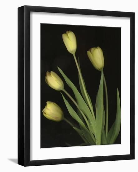 Tulips on Black Background-Anna Miller-Framed Photographic Print