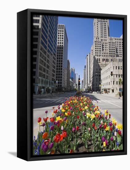 Tulips on North Michigan Avenue, the Magnificent Mile, Chicago, Illinois, USA-Amanda Hall-Framed Premier Image Canvas