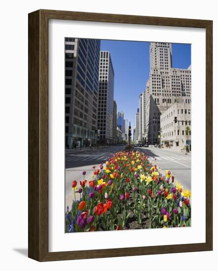 Tulips on North Michigan Avenue, the Magnificent Mile, Chicago, Illinois, USA-Amanda Hall-Framed Photographic Print