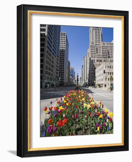 Tulips on North Michigan Avenue, the Magnificent Mile, Chicago, Illinois, USA-Amanda Hall-Framed Photographic Print