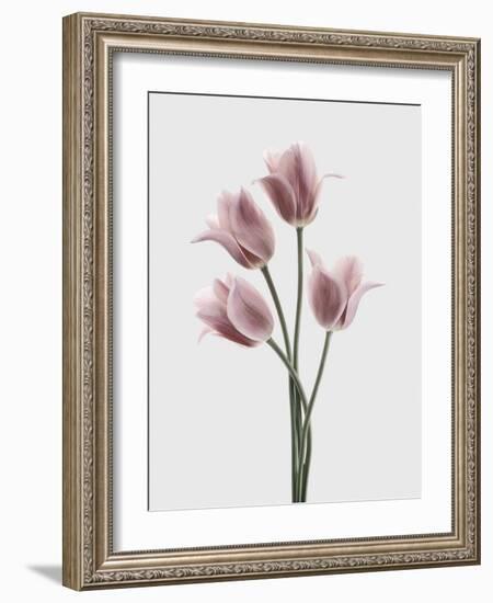 Tulips Pink-Design Fabrikken-Framed Photographic Print