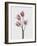 Tulips Pink-Design Fabrikken-Framed Photographic Print