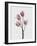 Tulips Pink-Design Fabrikken-Framed Photographic Print