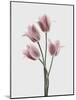 Tulips Pink-Design Fabrikken-Mounted Photographic Print