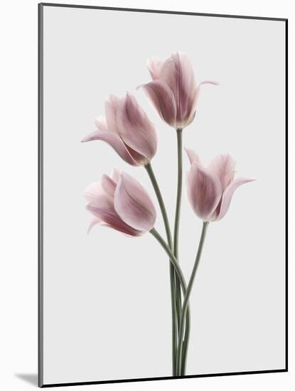 Tulips Pink-Design Fabrikken-Mounted Photographic Print