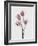 Tulips Pink-Design Fabrikken-Framed Photographic Print