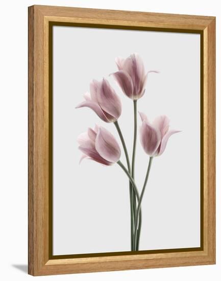 Tulips Pink-Design Fabrikken-Framed Premier Image Canvas