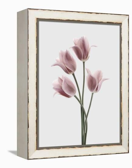 Tulips Pink-Design Fabrikken-Framed Premier Image Canvas