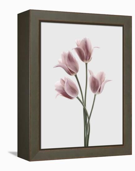 Tulips Pink-Design Fabrikken-Framed Premier Image Canvas