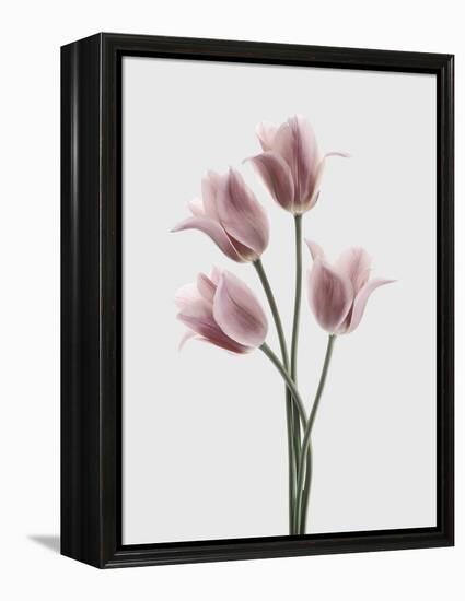 Tulips Pink-Design Fabrikken-Framed Premier Image Canvas