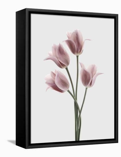 Tulips Pink-Design Fabrikken-Framed Premier Image Canvas