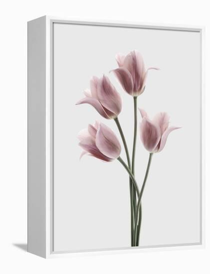 Tulips Pink-Design Fabrikken-Framed Premier Image Canvas