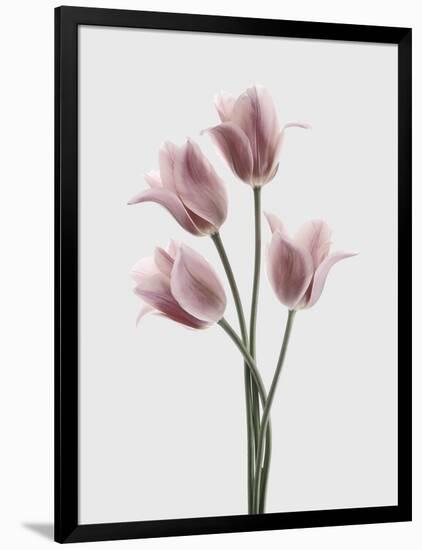 Tulips Pink-Design Fabrikken-Framed Photographic Print