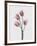 Tulips Pink-Design Fabrikken-Framed Photographic Print