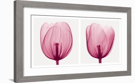 Tulips [Positive]-Steven N^ Meyers-Framed Art Print