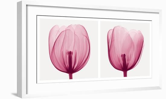 Tulips [Positive]-Steven N^ Meyers-Framed Art Print