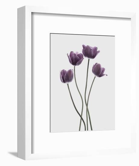 Tulips Purple-Design Fabrikken-Framed Photographic Print