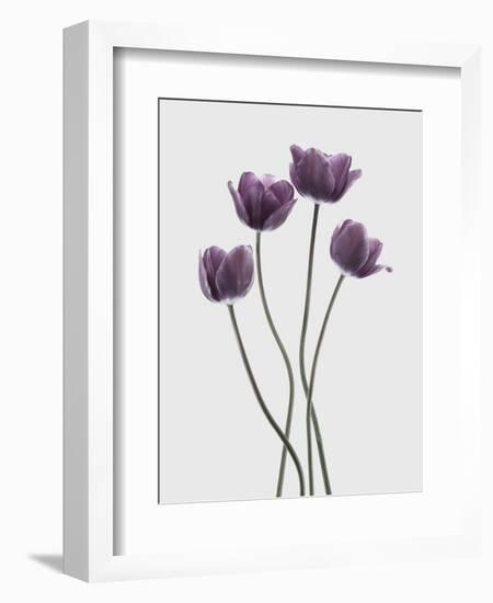 Tulips Purple-Design Fabrikken-Framed Photographic Print