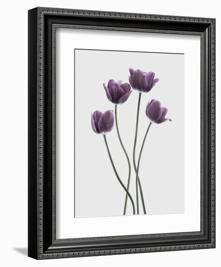 Tulips Purple-Design Fabrikken-Framed Photographic Print