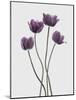 Tulips Purple-Design Fabrikken-Mounted Photographic Print