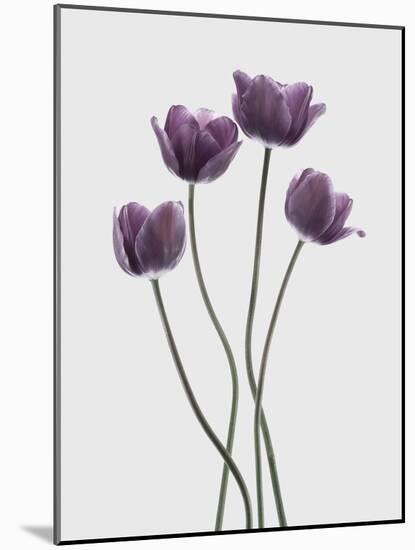 Tulips Purple-Design Fabrikken-Mounted Photographic Print